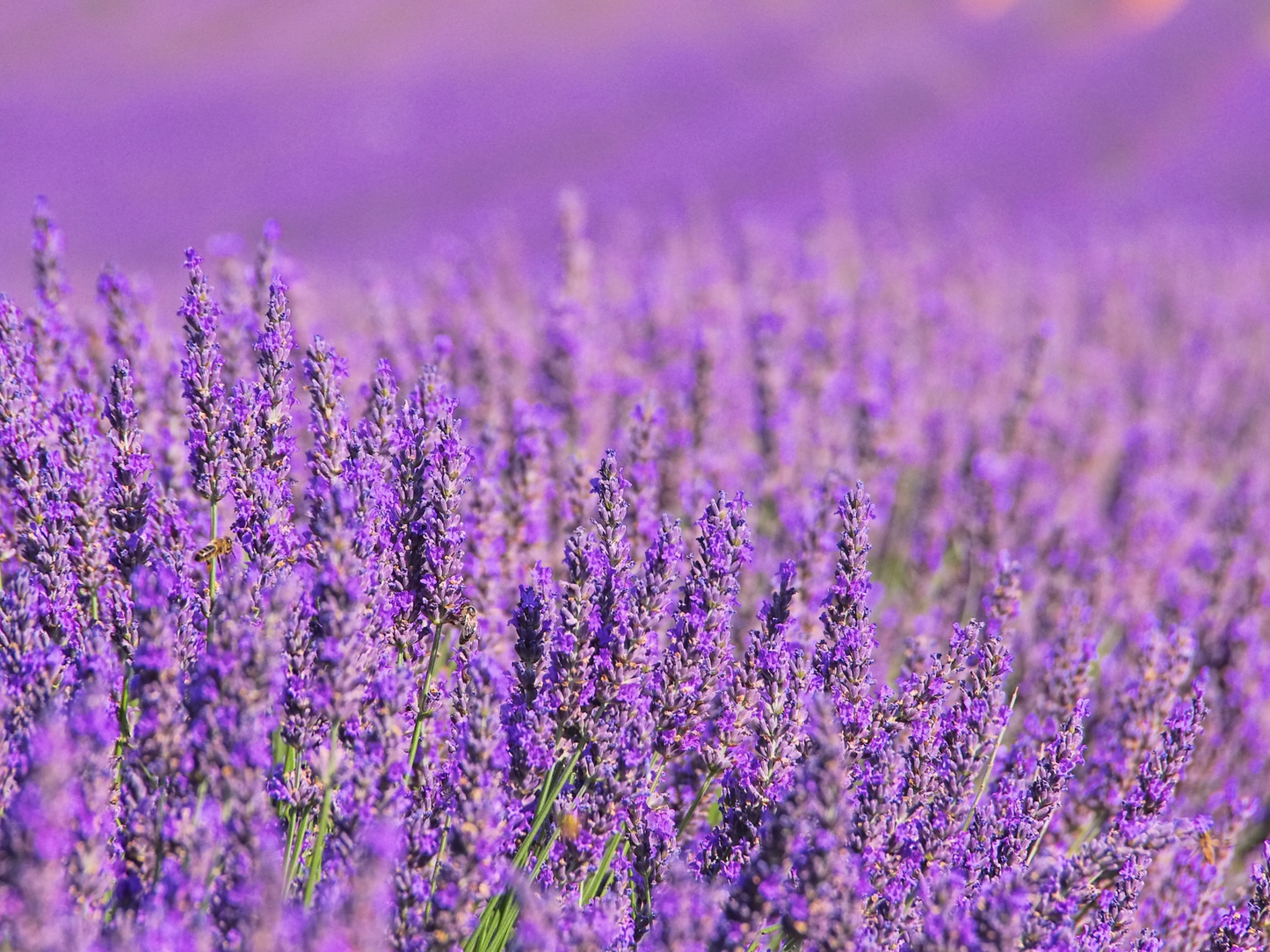 Sel de Bain Fleurs de Lavande