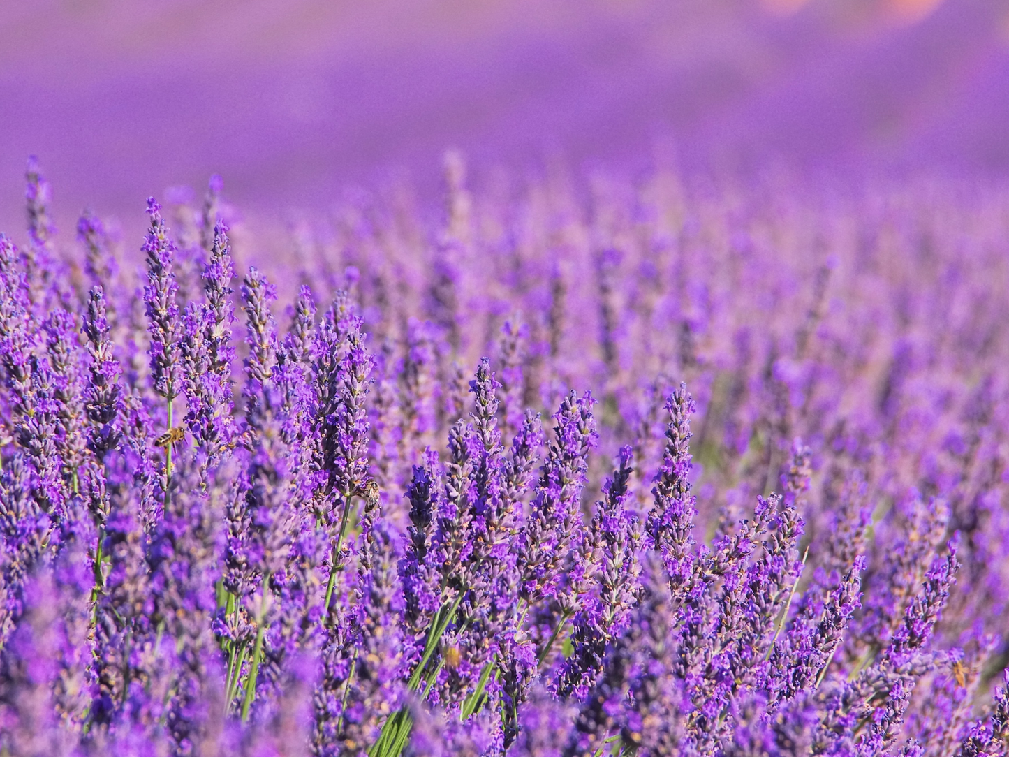 Sel de Bain  Fleurs de Lavande