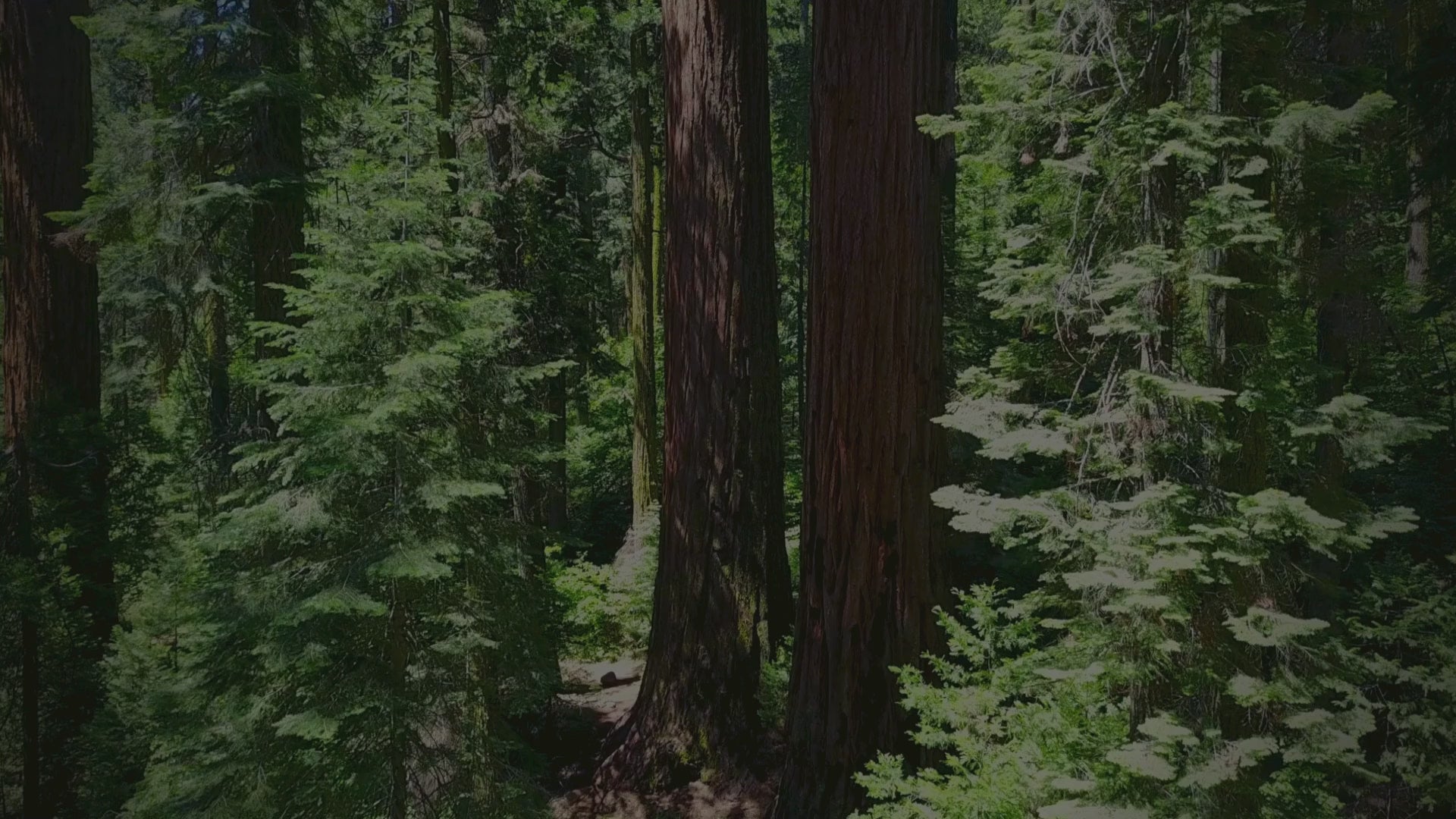 Charger la vidéo : Ressentez la nature dans chacun de nos produits.